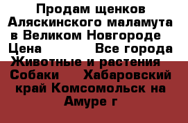 Продам щенков Аляскинского маламута в Великом Новгороде › Цена ­ 5 000 - Все города Животные и растения » Собаки   . Хабаровский край,Комсомольск-на-Амуре г.